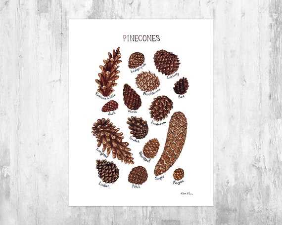 Everything you need to know about the Pinecone app - the absolute guide