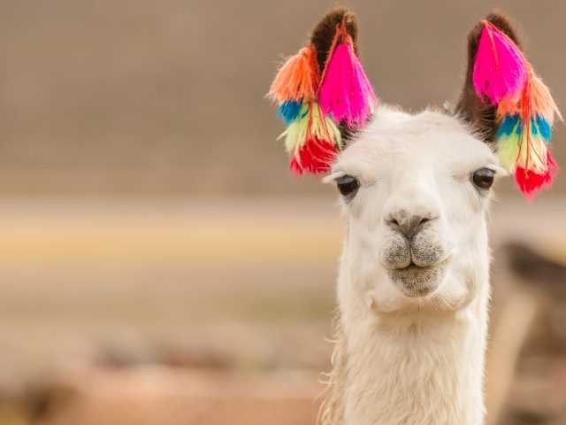 Discover the perfect management system for language studies with the Chinese llama alpaca llms app