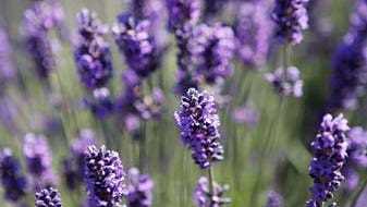 Lavender App - Discover the calming power of lavender with our fresh mobile app!